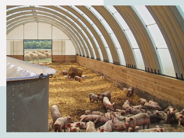 Строительство свинарников в Назарове